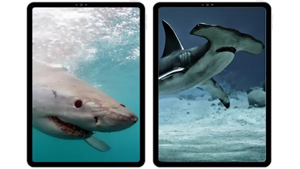 Shark Chan APK Screenshot