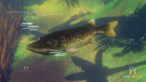 Feed and Grow Fish Mod APK (Unlimited Money) Screenshot