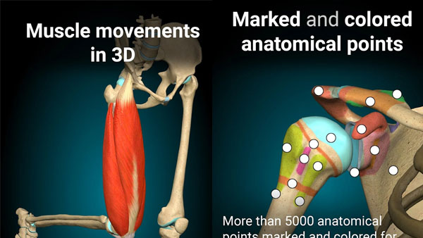 Anatomy Learning APK Screenshot