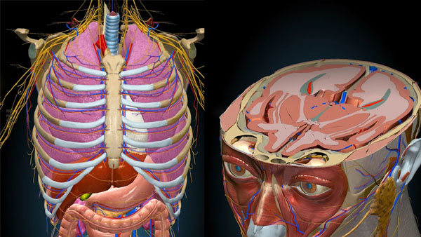 Anatomy Learning APK Screenshot