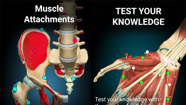 Anatomy Learning APK Screenshot